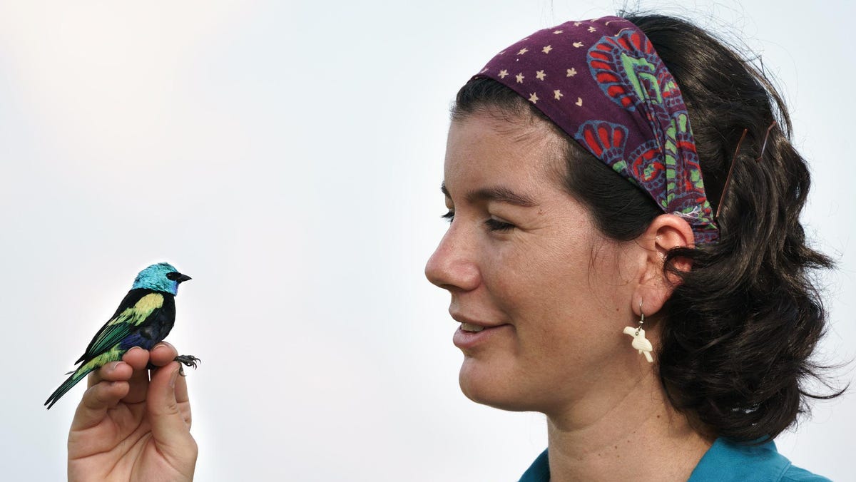 How Do Birds Move Across A Changing World? Ask This Colombian!