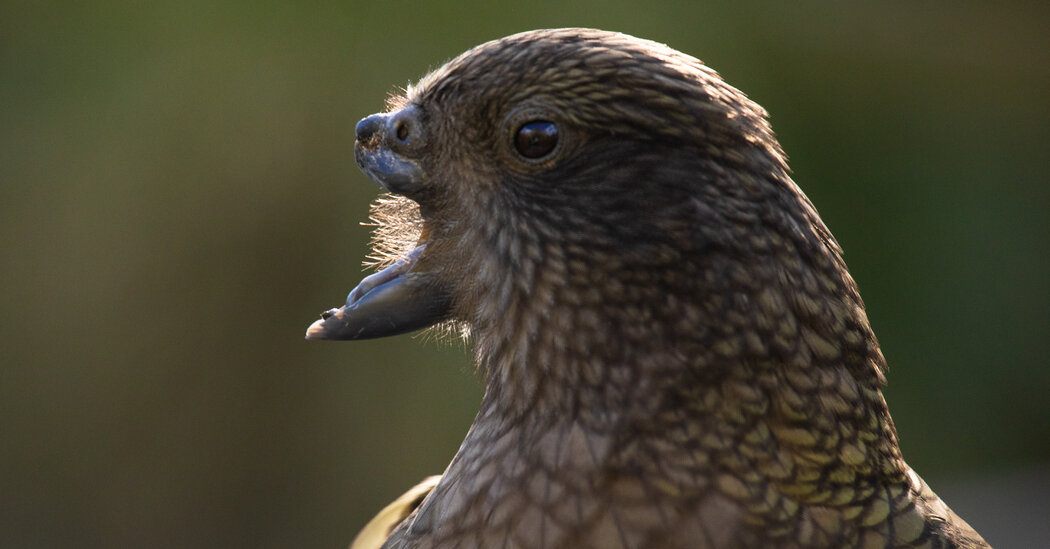 Bruce Is a Parrot With a Broken Beak. So He Invented a Tool.