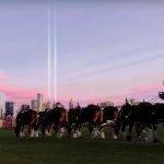 Budweiser Pays Tribute to 9/11 With Commercial of Clydesdale Horses