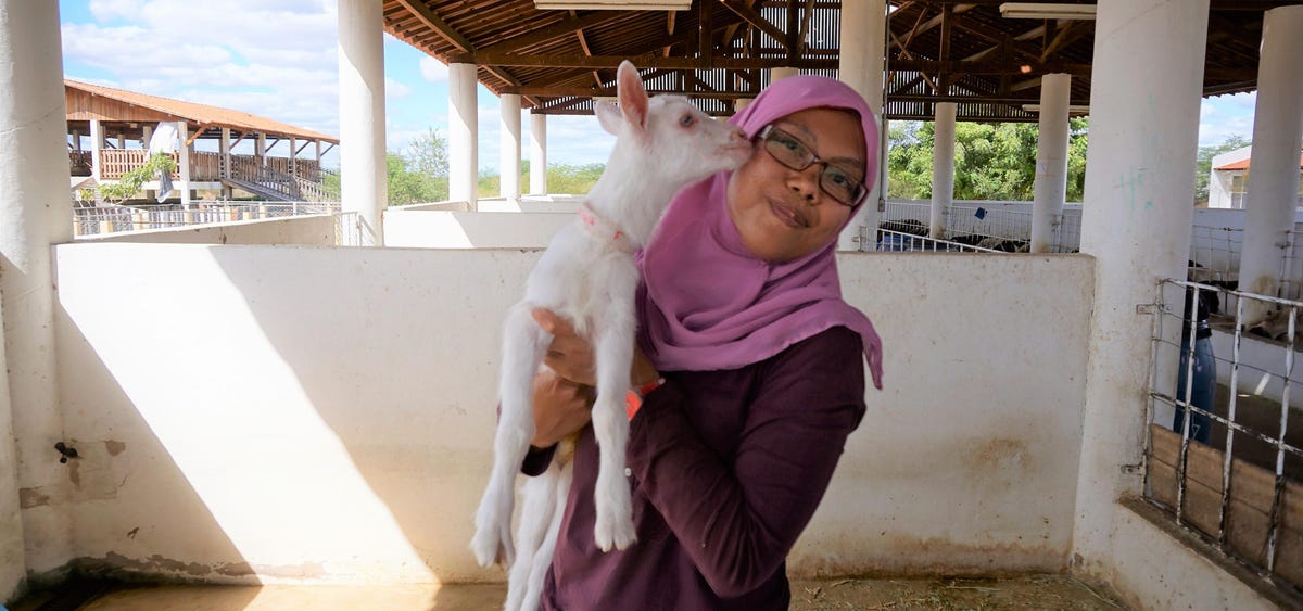 Dairy Cows Are 40% Of Agricultural Emissions, An Indonesian Could Change That