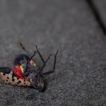 Die, Beautiful Spotted Lanternfly, Die