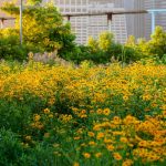 Why You Should Do Your Spring Planting in the Fall