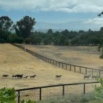 Farm Stays On Airbnb Become More Popular During The Pandemic