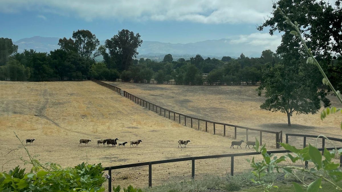 Farm Stays On Airbnb Become More Popular During The Pandemic