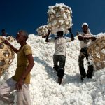 Virtually All Cotton Claims ‘False Or Misleading’ Says Report Exposing Fashion’s Misinformation Problem