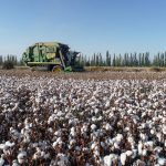 What The Spike In Cotton Prices To A 10-Year High Means