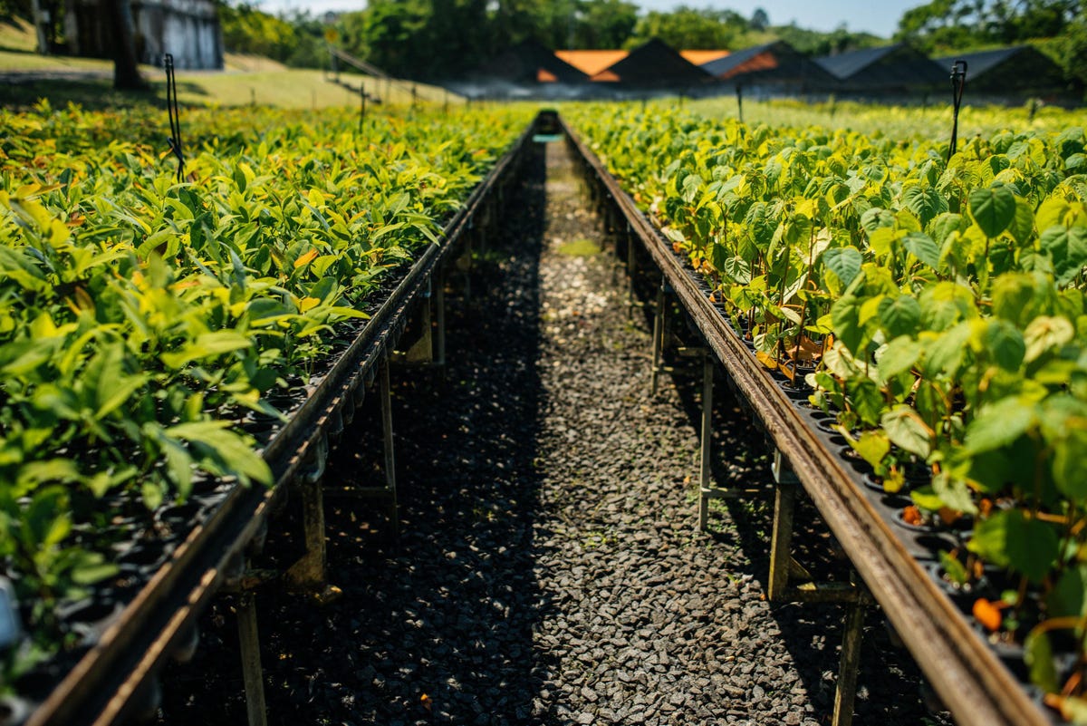 Growing Food To Heal The Planet