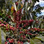 Illycaffè Brews Growth Plans While Seeking External Investors And Building Regenerative Supply Chain