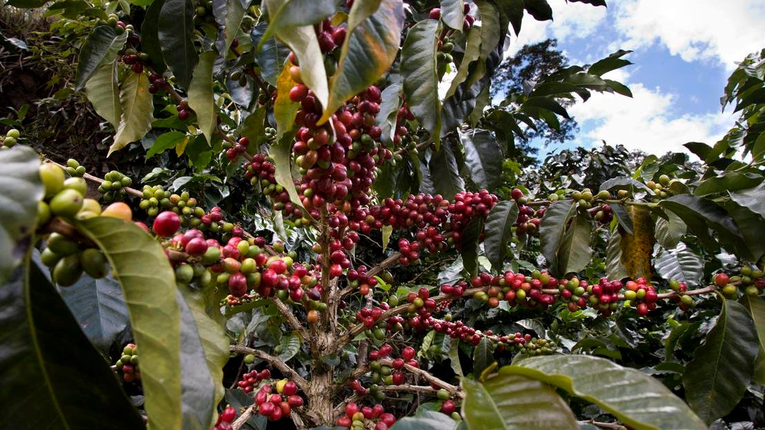 Illycaffè Brews Growth Plans While Seeking External Investors And Building Regenerative Supply Chain