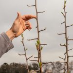 Why the Bradford Pear Tree Is Plaguing the South