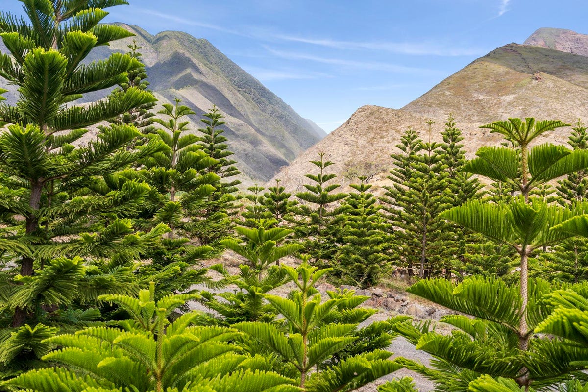 Hawaii Christmas Tree Farm Sells Just In The (Saint) Nick Of Time