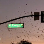 A California City Is Overrun by Crows. Could a Laser Be the Answer?