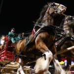 Budweiser’s New Super Bowl Ad: A Clydesdale Wins Again