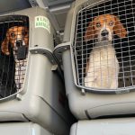 4,000 Beagles Are Being Rescued From a Virginia Facility. Now They Need New Homes.